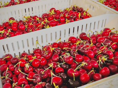 2025首批智利車(chē)?yán)遄拥顷懫炊喽?高效運(yùn)輸加補(bǔ)貼讓品質(zhì)車(chē)?yán)遄痈臁帮w”入百姓家