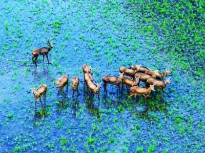 2025湖南生態盛宴：珍稀生物組團“出圈”，繪就多樣鮮活畫卷